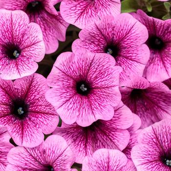 Petunia - Supertunia Mini Vista&reg; 'Plum Veined'