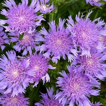 Stokesia laevis - Totally Stoked&trade; 'Riptide' Stoke's Aster