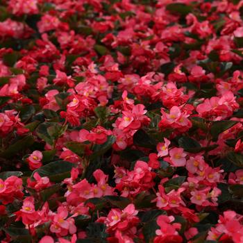 Begonia benariensis - Surefire®: Rose Begonia benariensis - Surefire®: Rose