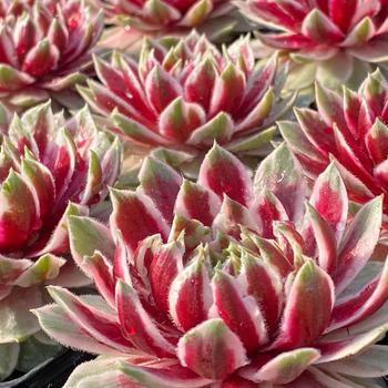 Sempervivum (Hen and Chicks) - Chick Charms&reg; Lotus Blossom&trade;