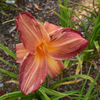 Hemerocallis - 'Pink Stripes' Daylily