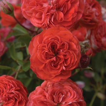 Rosa (Rose) - Veranda® Brilliant™