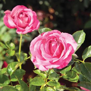 Rosa - 'Big Momma&trade;' Hybrid Tea Rose