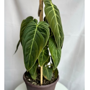 Philodendron melanochrysum - Black Gold Philodendron Philodendron melanochrysum - Black Gold Philodendron