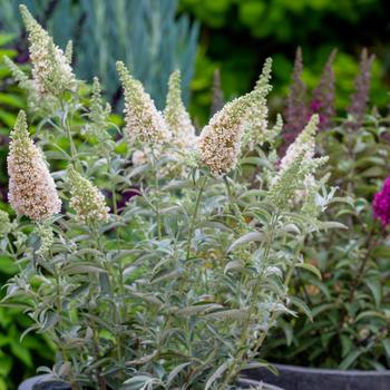 Buddleia davidii (Butterfly Bush) - Buzz&reg; Ivory