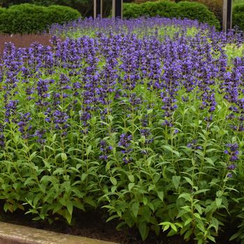 Nepeta subsessilis - Prelude&trade; Purple Japanese Catmint