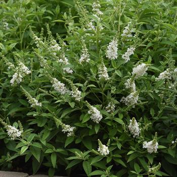 Buddleia davidii (Butterfly Bush) - Chrysalis&trade; White