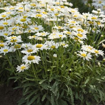 Leucanthemum x superbum (Shasta Daisy) - Make My Daisy&trade; 'Happy'