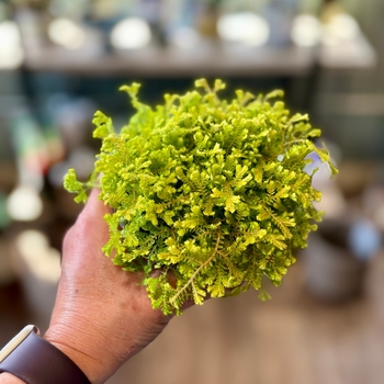 Selaginella - 'Multiple Varieties' Spikemoss or Arborvitae Fern