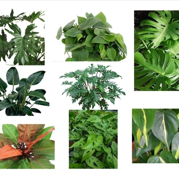 Philodendron - 'Multiple Varieties' Philodendron - 'Multiple Varieties'