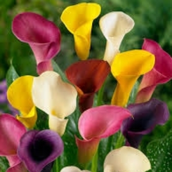 Zantedeschia - 'Multiple Varieties' Calla Lily