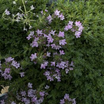 Thymus serpyllum 'Pink Chintz' (Thyme) - Pink Chintz Thyme Thymus serpyllum 'Pink Chintz' (Thyme) - Pink Chintz Thyme