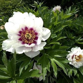 Paeonia - 'Cora Louise' Itoh Peony
