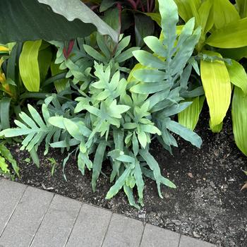 Phlebodium aureum - Blue Star Fern