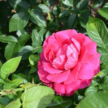 Rosa - 'Pretty Lady' Rose