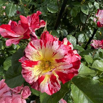 Rosa - 'Fourth of July' Rose