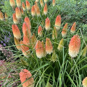 Kniphofia (Red Hot Poker) - Pyromania&trade; 'Hot and Cold'