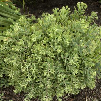 Sedum (Stonecrop) - Rock 'N Grow&reg; 'Pure Joy'