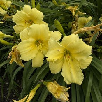 Hemerocallis - 'Stella Supreme' Daylily