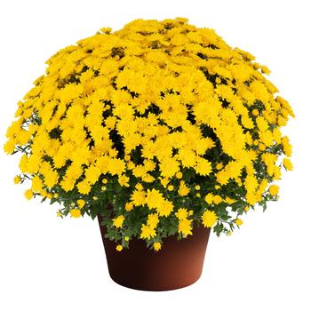 Chrysanthemum morifolium - Chloe™ Yellow Garden Mum Chrysanthemum morifolium - Chloe™ Yellow Garden Mum