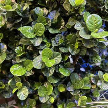 Gardenia - Diamond Spire® Gardenia - Diamond Spire®