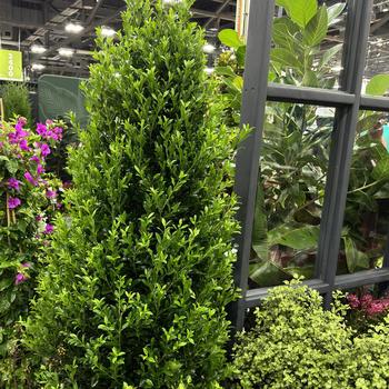 Ilex - 'Emerald Colonnade®' Holly Ilex - 'Emerald Colonnade®' Holly