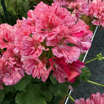 Pelargonium interspecific - 'Big Eeze Pink Batik' Geranium