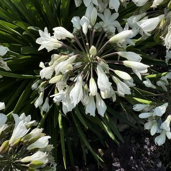 Agapanthus - 'Galaxy White' Lily of the Nile