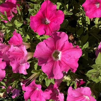 Petunia - Supertunia&reg; ''Giant Pink''