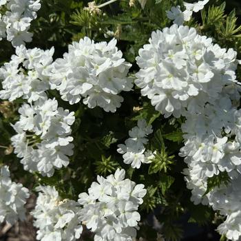 Verbena - Superbena&reg; 'Whiteout&trade;'