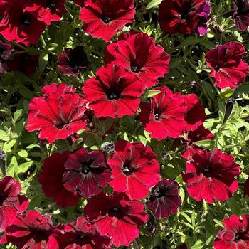 Petunia - Supertunia&reg; 'Black Cherry&reg;'