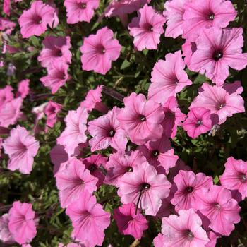 Petunia - Supertunia Vista&reg; ''Bubblegum&reg;''