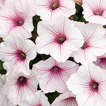 Petunia - Supertunia Vista&reg; 'Silverberry'