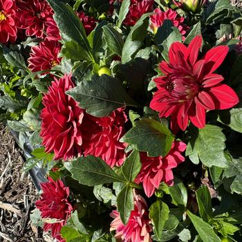 Dahlia - 'Novation Red'