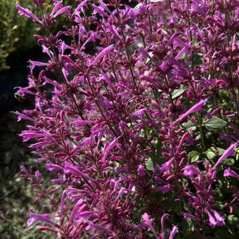 Agastache mexicana - Summerlong&trade; Lilac Mexican Giant Hyssop
