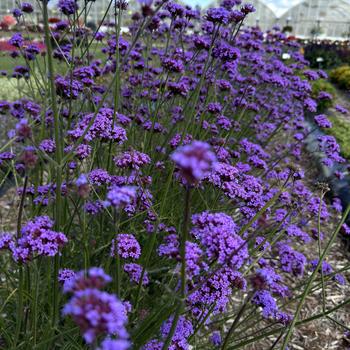 Verbena bonariensis - 'Vanity' Vervain