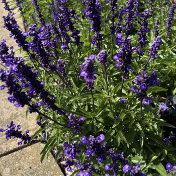 Salvia farinacea - 'Evolution® Violet' Mealycup sage Salvia farinacea - 'Evolution® Violet' Mealycup sage