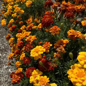 Tagetes patula (French Marigold) - Durango® Mix