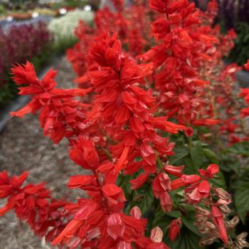 Salvia splendens - 'Grandstand Red'