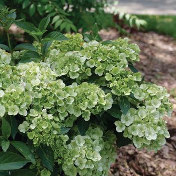 Hydrangea - Fairytrail® Green Cascade Hydrangea Hydrangea - Fairytrail® Green Cascade Hydrangea