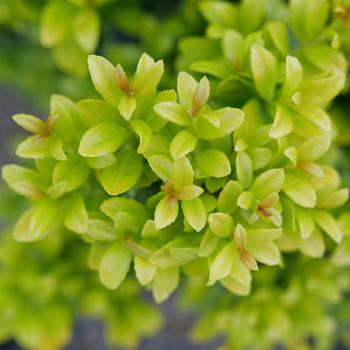 Ilex crenata - Glow Pop&reg; Japanese Holly