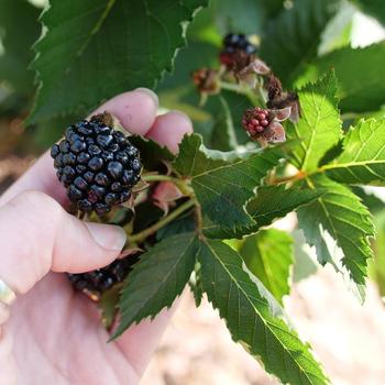 Rubus - Taste of Heaven™ Thornless Blackberry Rubus - Taste of Heaven™ Thornless Blackberry
