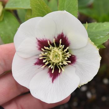 Helleborus (Lenten Rose) - Honeymoon&reg; 'Swiss Alps'