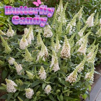 Buddleia davidii (Butterfly Bush) - Butterfly Candy® Li'l Coconut™ Buddleia davidii (Butterfly Bush) - Butterfly Candy® Li'l Coconut™