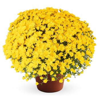 Chrysanthemum x morifolium - Zelda™ Yellow Chrysanthemum x morifolium - Zelda™ Yellow