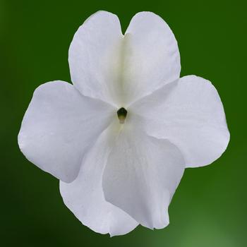 Impatiens walleriana - Imara™ XDR White Improved Impatiens walleriana - Imara™ XDR White Improved