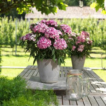 Dianthus barbatus (Sweet William) - Dart™ Pink Magician Dianthus barbatus (Sweet William) - Dart™ Pink Magician