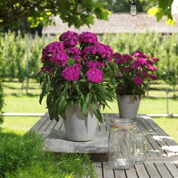Dianthus barbatus (Sweet William) - Dart™ Purple Dianthus barbatus (Sweet William) - Dart™ Purple