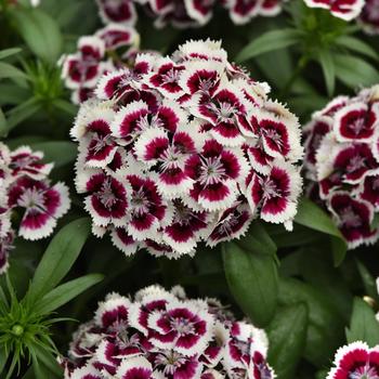 Dianthus barbatus (Sweet William) - Dart&trade; Red White Picotee