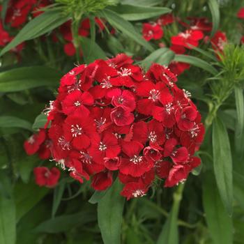Dianthus barbatus (Sweet William) - Dart™ Scarlet Dianthus barbatus (Sweet William) - Dart™ Scarlet